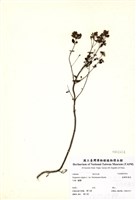 藏品(野薄荷)的圖片